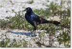 BoattailGrackle_Assateague_2025Jun_R5D01806