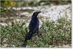 BoattailGrackle_Assateague_2025Jun_R5D01814