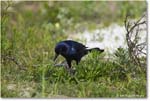 BoattailGrackle_Assateague_2025Jun_R5D01818