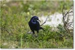 BoattailGrackle_Assateague_2025Jun_R5D01819