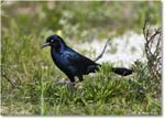 BoattailGrackle_Assateague_2025Jun_R5D01821