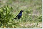 BoattailGrackle_Assateague_2025Jun_R5D01823