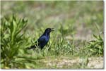 BoattailGrackle_Assateague_2025Jun_R5D01826