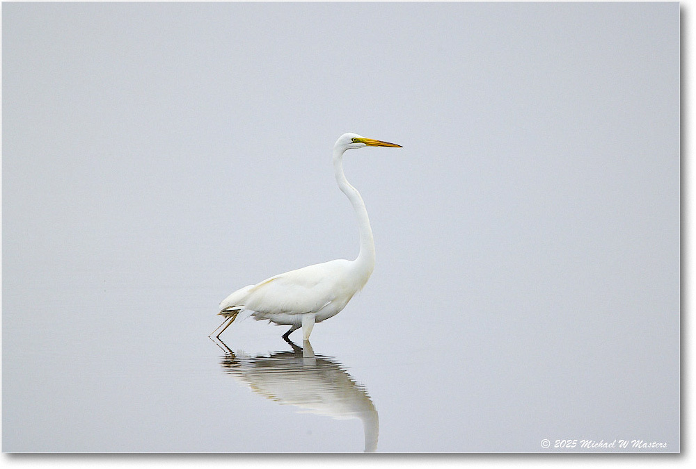 GreatEgret_Assateague_2025Jun_R5A25141
