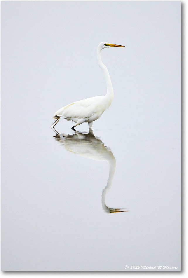 GreatEgret_Assateague_2025Jun_R5A25143