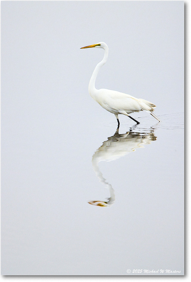 GreatEgret_Assateague_2025Jun_R5A25151