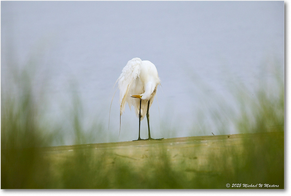 GreatEgret_Assateague_2025Jun_R5D01424