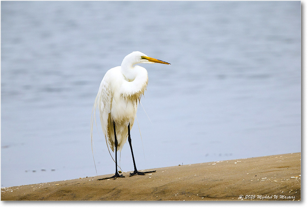 GreatEgret_Assateague_2025Jun_R5D01485