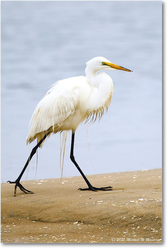 GreatEgret_Assateague_2025Jun_R5D01489