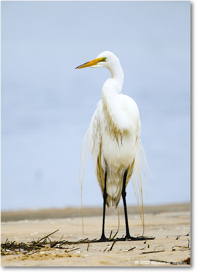 GreatEgret_Assateague_2025Jun_R5D01496