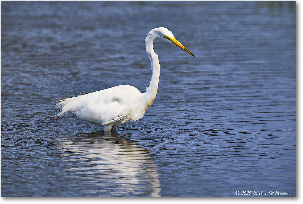 GreatEgret_ChincoteagueNWR_2025Jun_R5C03336