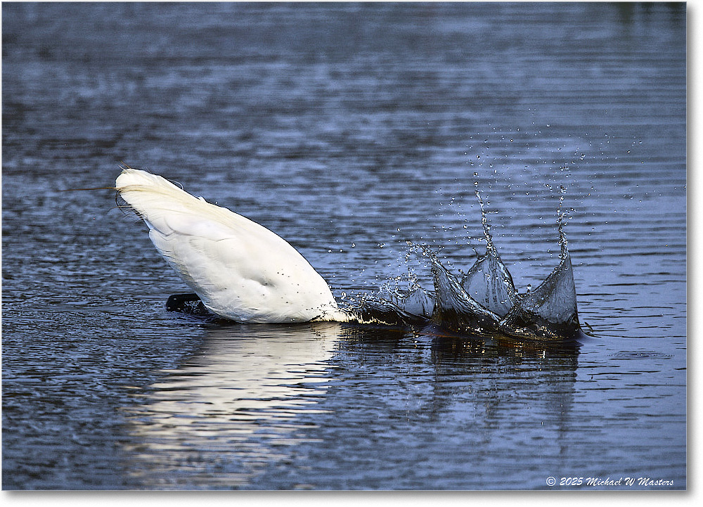 GreatEgret_ChincoteagueNWR_2025Jun_R5C03344