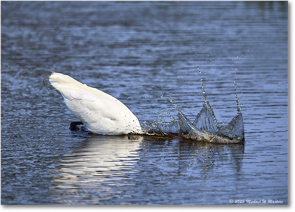 GreatEgret_ChincoteagueNWR_2025Jun_R5C03345