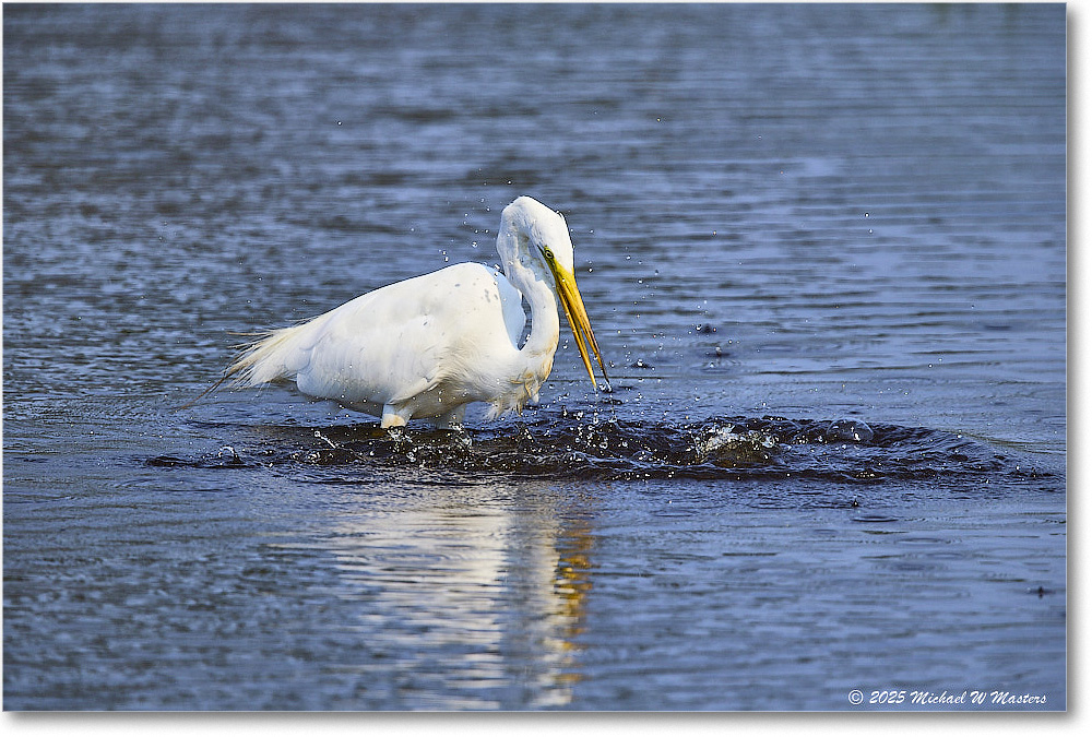 GreatEgret_ChincoteagueNWR_2025Jun_R5C03360