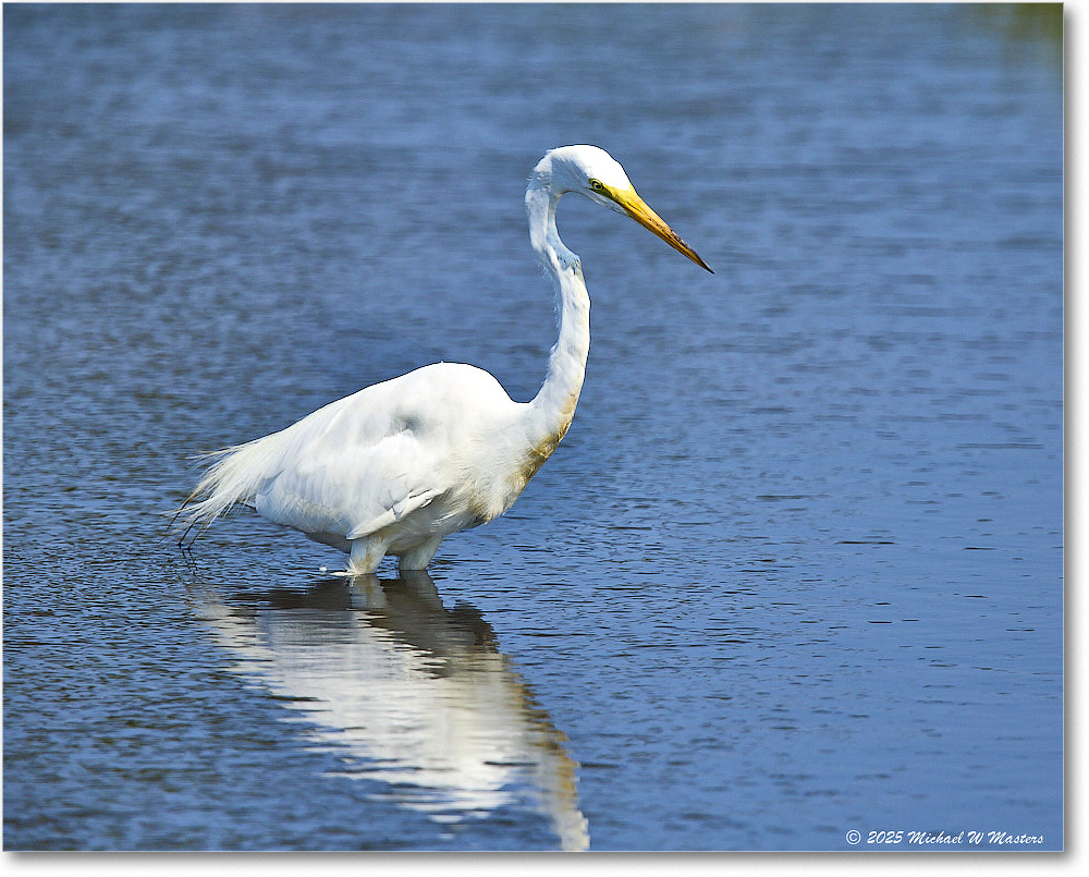 GreatEgret_ChincoteagueNWR_2025Jun_R5C03412