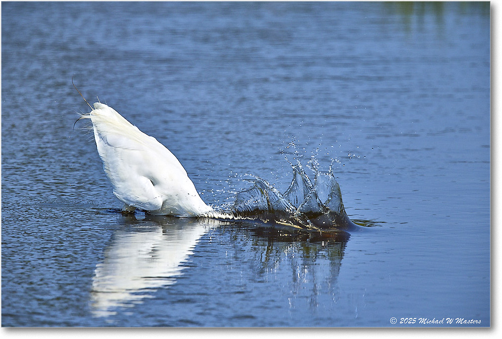 GreatEgret_ChincoteagueNWR_2025Jun_R5C03420