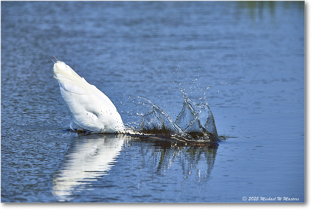 GreatEgret_ChincoteagueNWR_2025Jun_R5C03421