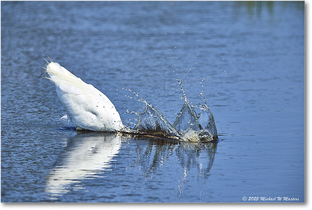 GreatEgret_ChincoteagueNWR_2025Jun_R5C03422