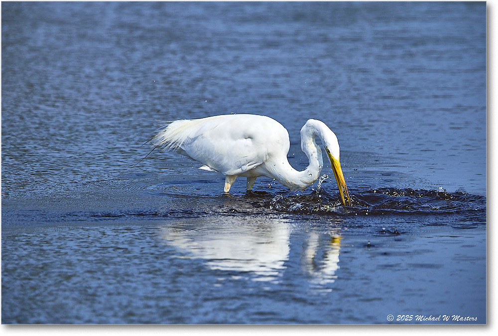 GreatEgret_ChincoteagueNWR_2025Jun_R5C03436