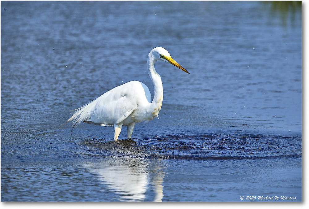 GreatEgret_ChincoteagueNWR_2025Jun_R5C03455