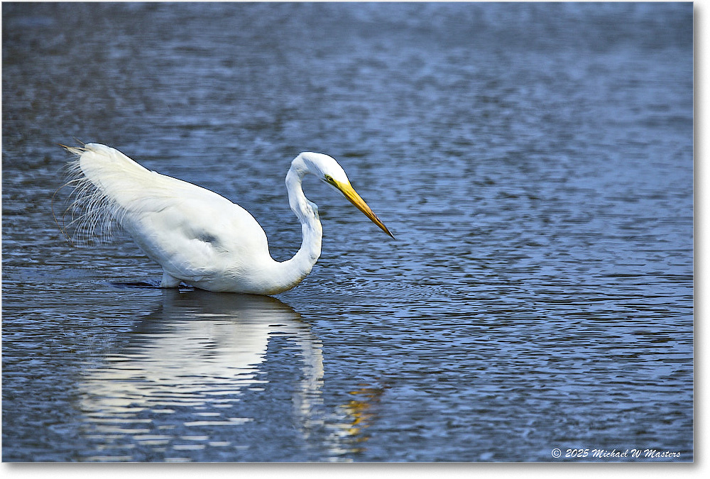 GreatEgret_ChincoteagueNWR_2025Jun_R5C03488