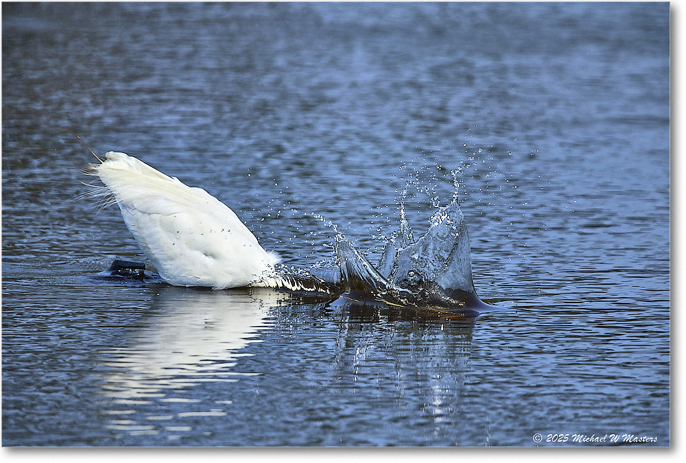 GreatEgret_ChincoteagueNWR_2025Jun_R5C03492