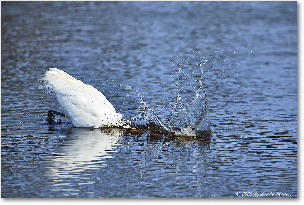 GreatEgret_ChincoteagueNWR_2025Jun_R5C03493
