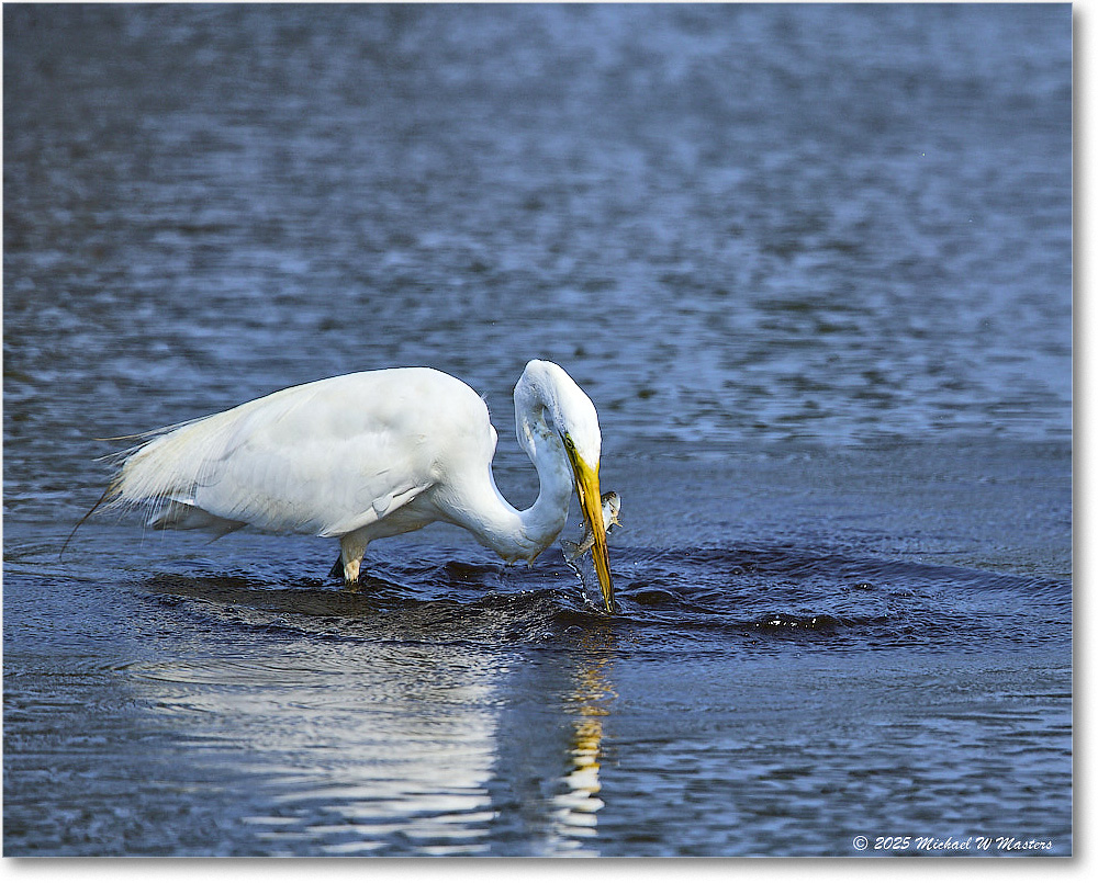 GreatEgret_ChincoteagueNWR_2025Jun_R5C03515