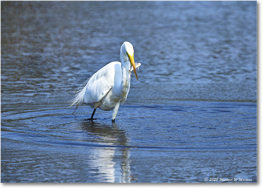 GreatEgret_ChincoteagueNWR_2025Jun_R5C03517