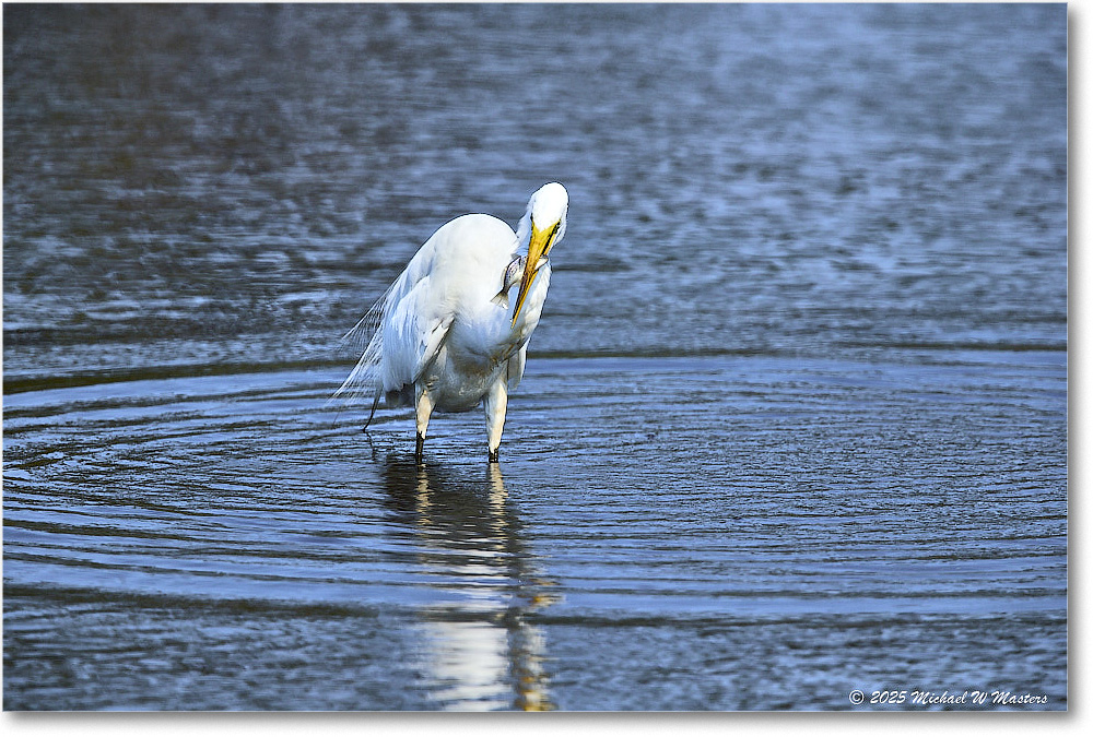 GreatEgret_ChincoteagueNWR_2025Jun_R5C03531
