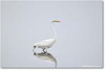 GreatEgret_Assateague_2025Jun_R5A25141