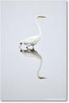 GreatEgret_Assateague_2025Jun_R5A25143