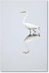 GreatEgret_Assateague_2025Jun_R5A25151