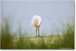 GreatEgret_Assateague_2025Jun_R5D01424