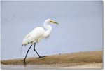 GreatEgret_Assateague_2025Jun_R5D01450