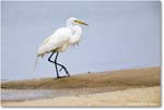 GreatEgret_Assateague_2025Jun_R5D01460