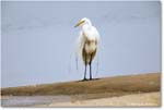 GreatEgret_Assateague_2025Jun_R5D01479