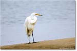 GreatEgret_Assateague_2025Jun_R5D01485