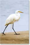 GreatEgret_Assateague_2025Jun_R5D01489