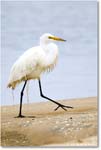 GreatEgret_Assateague_2025Jun_R5D01490
