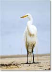 GreatEgret_Assateague_2025Jun_R5D01496