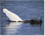 GreatEgret_ChincoteagueNWR_2025Jun_R5C03315