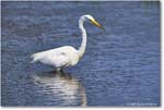 GreatEgret_ChincoteagueNWR_2025Jun_R5C03336