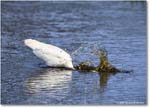 GreatEgret_ChincoteagueNWR_2025Jun_R5C03349