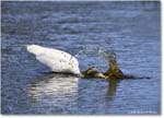 GreatEgret_ChincoteagueNWR_2025Jun_R5C03350
