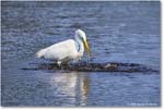 GreatEgret_ChincoteagueNWR_2025Jun_R5C03360