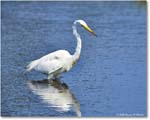 GreatEgret_ChincoteagueNWR_2025Jun_R5C03412