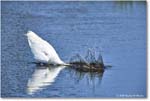 GreatEgret_ChincoteagueNWR_2025Jun_R5C03420