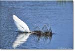 GreatEgret_ChincoteagueNWR_2025Jun_R5C03421