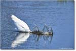 GreatEgret_ChincoteagueNWR_2025Jun_R5C03422